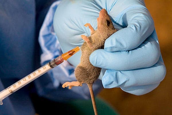 Lassa Fever kills 50 in Taraba